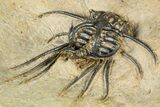 Fantastic, Spiny Dicranurus Trilobite - Atchana, Morocco #363019-3